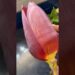 Banana flower ki sabji ##celebrity #podcast #trending #1millionviews #Nana Patekar #Saurabh Dwivedi￼