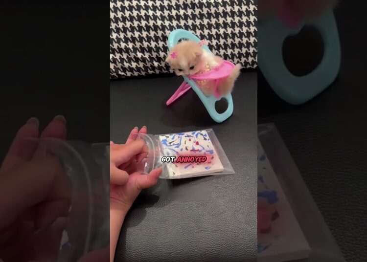 The small kitten is an artist
