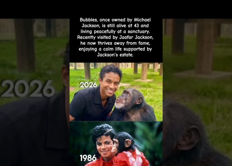 Michael Jackson’s Chimp Bubbles Still Alive at 43 😳🐒🔥 #celebrity