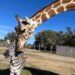 A giraffe leans down to nuzzle a zebra friend