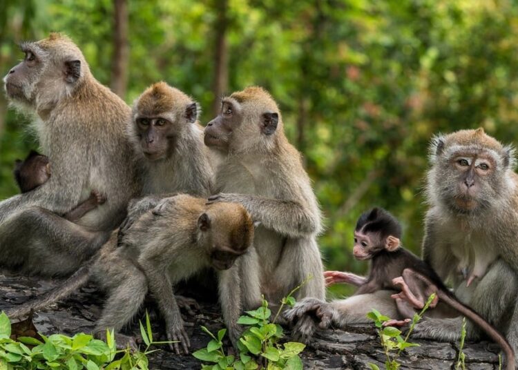 Animals Are Not Entertainment - Truth Behind Captive Wildlife Attractions