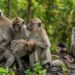 Animals Are Not Entertainment - Truth Behind Captive Wildlife Attractions