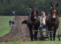 mule teams work