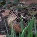 Bryant Park’s dancing American woodcock – NBC New York