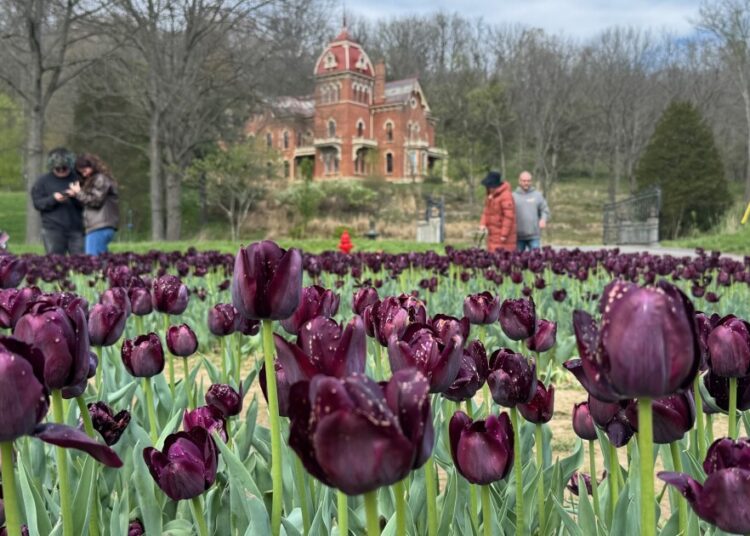 Celebrity tattoo artist Kat Von D's black tulip field draws crowds to Vevay
