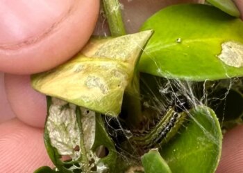 Damaged boxwood plants? Try these alternatives