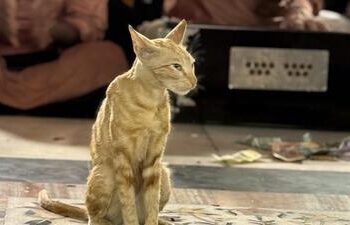 At Nizamuddin’s shrine, look for the dargah’s cat, who likes to sit with the qawwal singers.