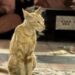 At Nizamuddin’s shrine, look for the dargah’s cat, who likes to sit with the qawwal singers.