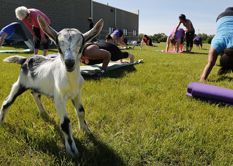 Fond du Lac County Fair 2026 grandstand lineup — MJ Live, Trace Adkins