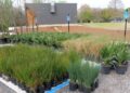 Landscaping with native plants can aid stormwater issues | Entertainment/Life