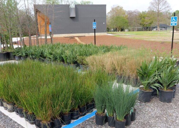 Landscaping with native plants can aid stormwater issues | Entertainment/Life
