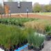 Landscaping with native plants can aid stormwater issues | Entertainment/Life