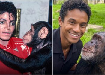 Michael movie: Meet Bubbles, Jackson’s 48 year o movie: Meet Bubbles, Jackson’s 48 year old chimp and where is he now? – Firstpost