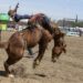 Competition during the Oakdale Rodeo's 68th year in 2019.