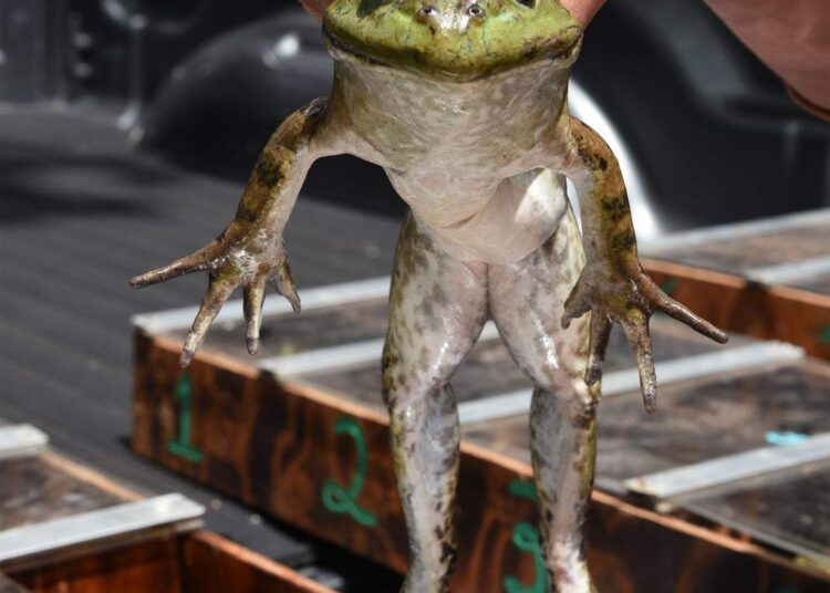 A frog soon to compete in jumping is pictured at a past year's Calaveras County Fair & Jumping Frog Jubilee in Angels Camp.