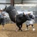 Mother’s Day celebrations and live music: 8 events to attend in Southwest Austin and Dripping Springs this May
