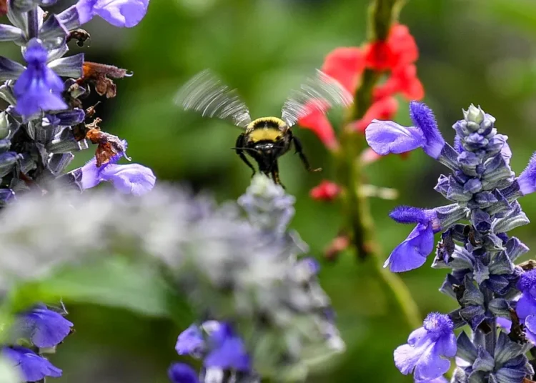 Need new plants after the winter freeze? Check out these gardening events