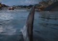 Shark swimming in the water.