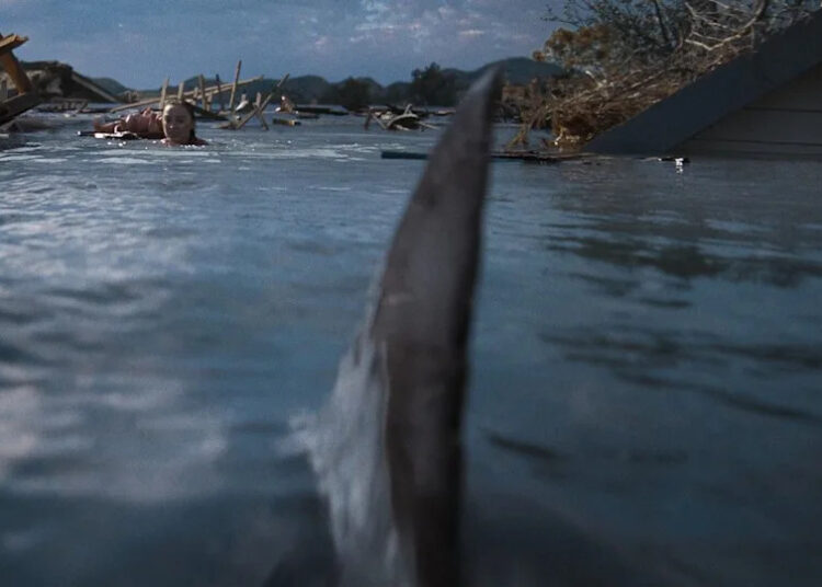 Shark swimming in the water.