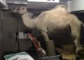 PETA Buys Madison Square Garden Entertainment Stock in Bid to Get Animals Out of Christmas Spectacular