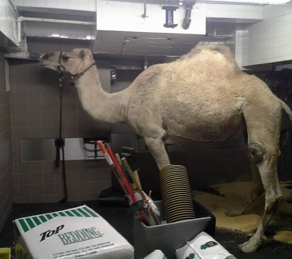 PETA Buys Madison Square Garden Entertainment Stock in Bid to Get Animals Out of Christmas Spectacular