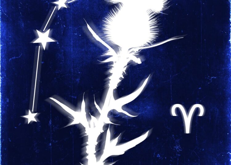 a stylized illustration combining a thistle plant and the aries constellation