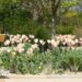 Queen Elizabeth II garden opens to the public in London