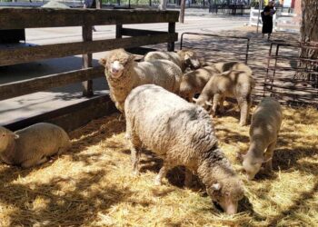 Sacramento Area Museums celebrate Earth Month with special events | Entertainment