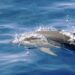 Sunweb ends sale of excursions involving wildlife entertainment