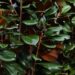 Teddy Bear magnolias are cute, compact and classic | Entertainment/Life