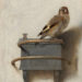 Carel Fabritius, The Goldfinch, 1654.