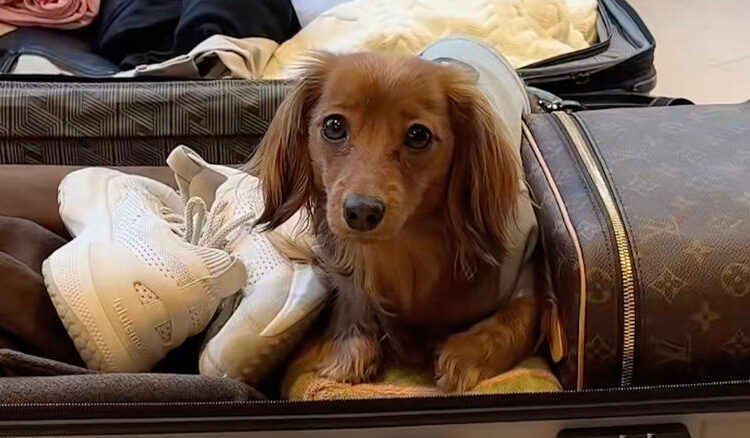 A dachshund named Lady travels with her mom on TikTok.