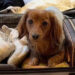 A dachshund named Lady travels with her mom on TikTok.