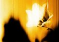 U2 Release New EP Easter Lily