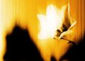 U2 surprise release new EP 'Easter Lily'. Credit: Press