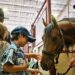 Weekend roundup: Area events include live music, horse show, farmers markets and more | News