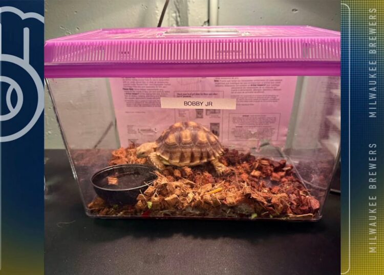 Why the Brewers, Not Royals, Have a Tortoise Mascot Named After Bobby Witt Jr.