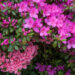 Bright pink azaleas at the North Carolina Azalea Festival