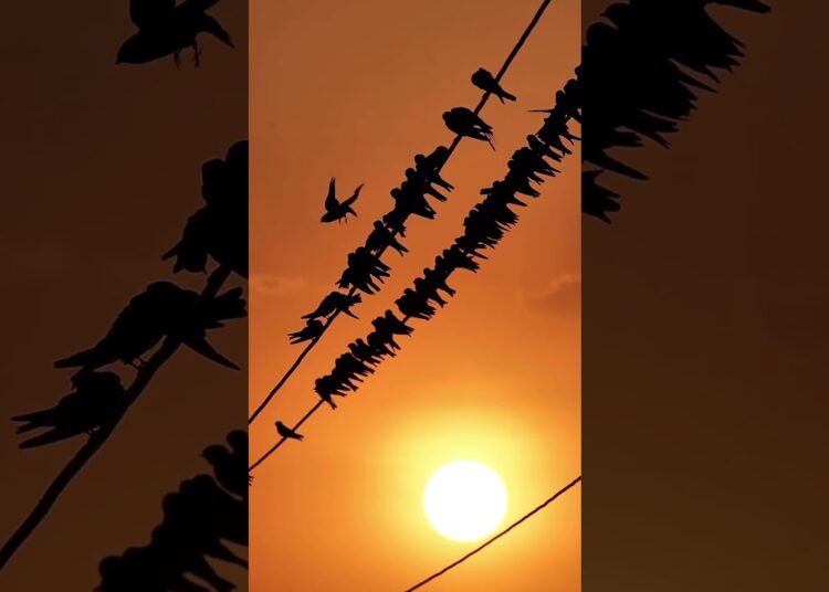 End-of-the-day gossips sessions by hundreds of Barn Swallows!