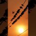 End-of-the-day gossips sessions by hundreds of Barn Swallows!