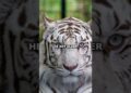 Mike Tyson Treated His Tigers Like Royalty 🐯