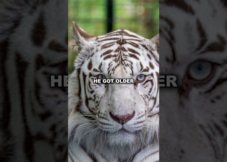 Mike Tyson Treated His Tigers Like Royalty 🐯