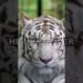Mike Tyson Treated His Tigers Like Royalty 🐯