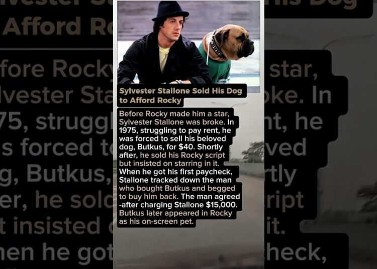 Sylvester Stallone Sold His Dog to Afford Rocky. Butkus. #shorts #celebrity #hollywood
