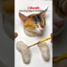 Rate My Art 😅 Part 5 #shorts #artist #trending #cat