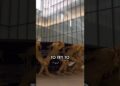 This CRAZY artwork will BLOW your MIND! #shorts #viral #trending #discover #art