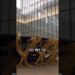 This CRAZY artwork will BLOW your MIND! #shorts #viral #trending #discover #art