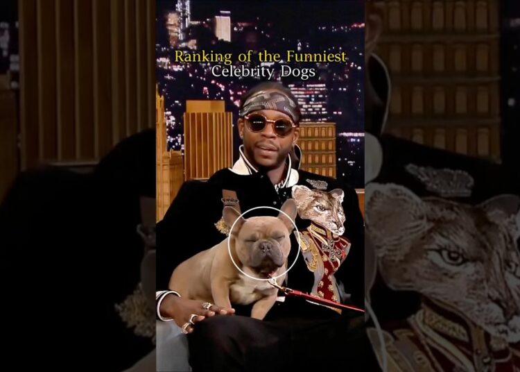 Ranking of the funniest celebrity dogs #funny #funnyshorts #comedy #fyp #dog #celebrity