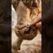 Charging Bull 🐂🔥 | Wood Sculpture #shorts #woodworking #satisfying #wood #art