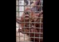Baby orangutan Ruhana, already a celebrity, gnaws on metal grate in Memphis Zoo exhibit